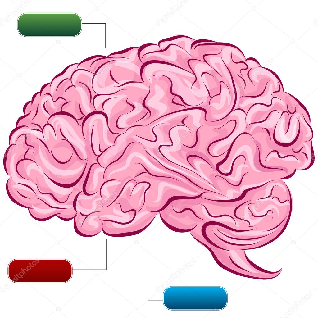 Brain Diagram
