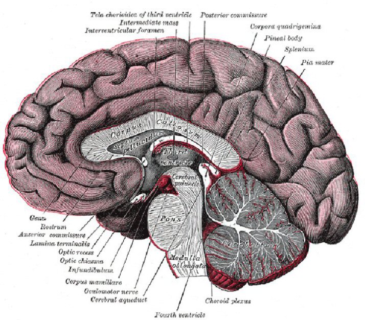 Brain Diagram