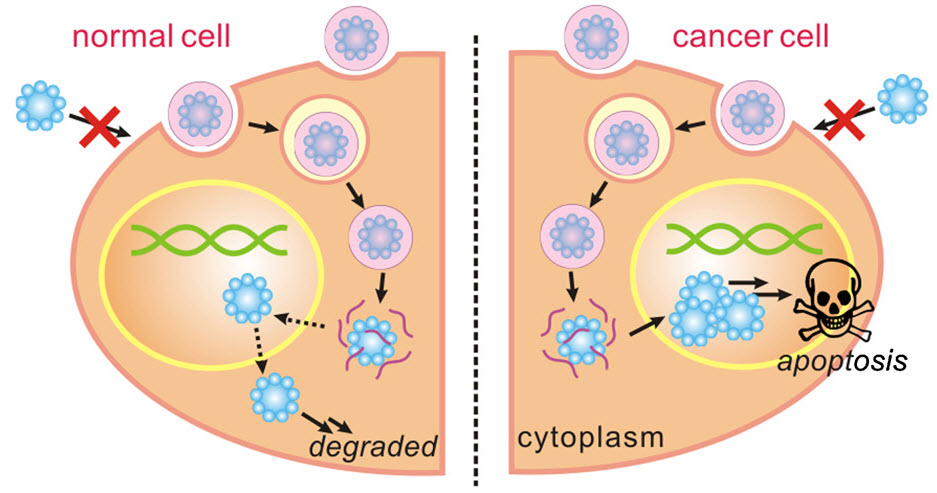 Breast Cancer Cells Diagram