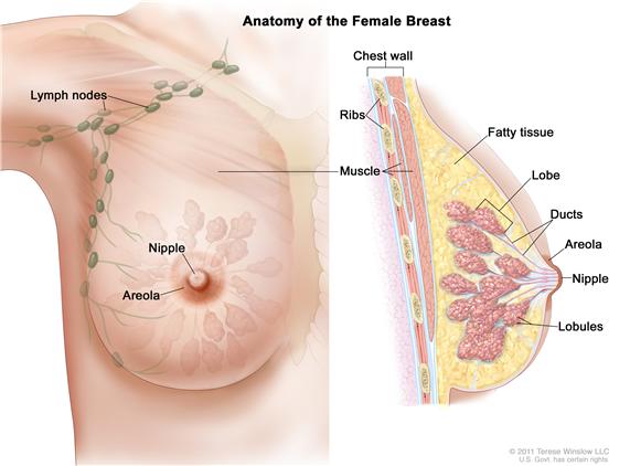 Breast Cancer Lump Size