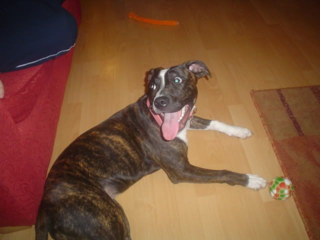 Brown Staffy Cross Labrador
