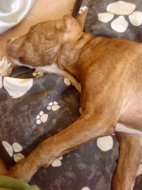 Brown Staffy Cross Labrador