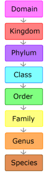 Categories Of Classification Biology