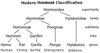 Categories Of Classification Biology