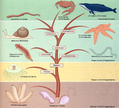 Categories Of Classification Biology