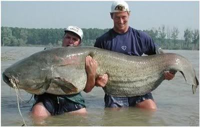 Catfish Movie Ending Scene