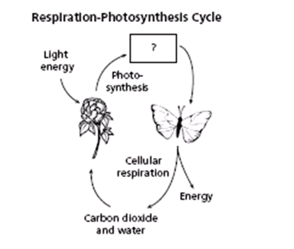 Cellular Respiration And Photosynthesis Cycle