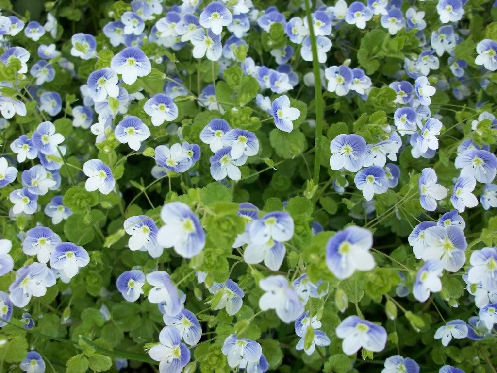 Common Lawn Weeds