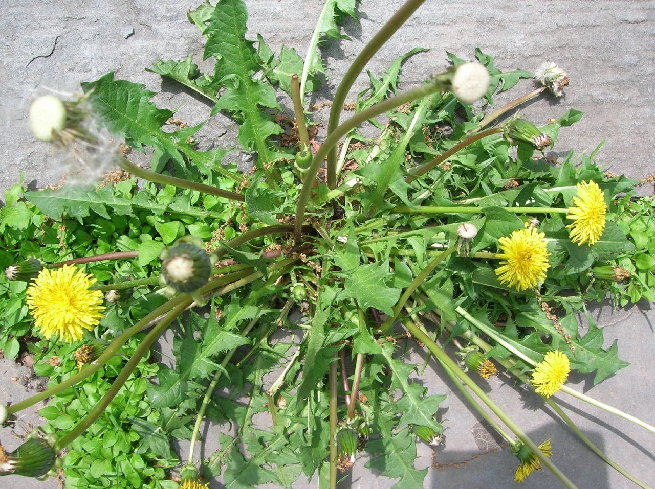 Common Lawn Weeds