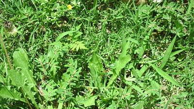 Common Lawn Weeds