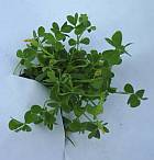 Common Lawn Weeds In Florida