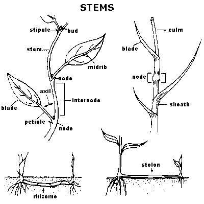 Common Lawn Weeds In Florida
