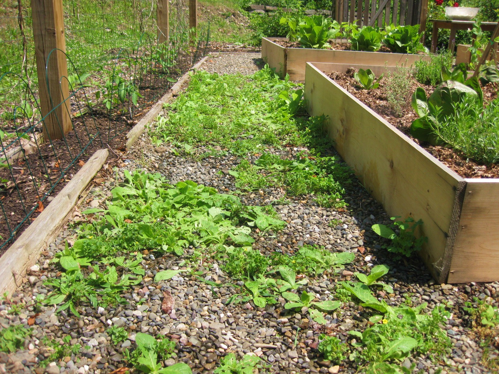Common Lawn Weeds Pictures