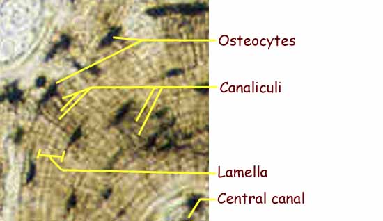 Compact Bone Diagram Labeled