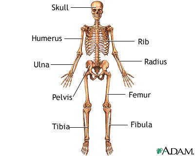 Compact Bone Diagram Labeled