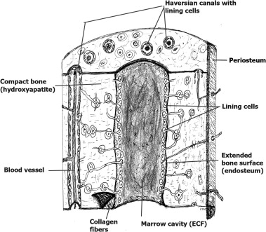 Compact Bone Diagram Labeled