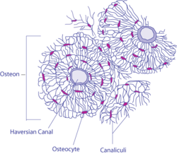 Compact Bone Diagram Labeled