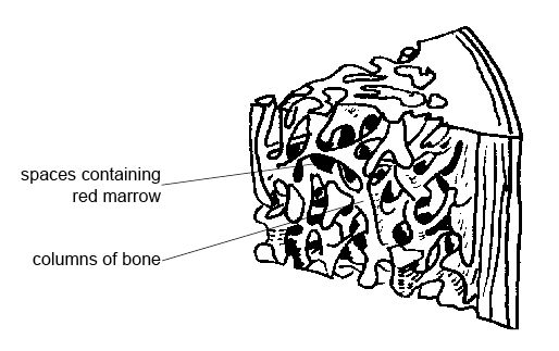 Compact Bone Diagram Labeled