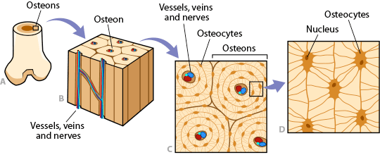Compact Bone Diagram Labeled