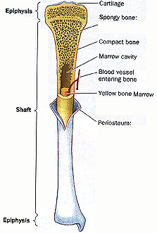 Compact Bone Tissue Is Composed Of
