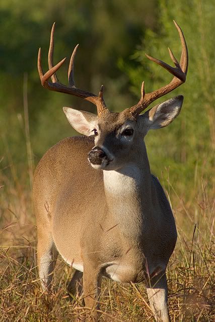 Cool Deer Hunting Pictures