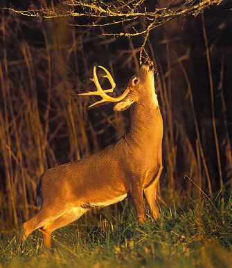 Cool Deer Hunting Pictures