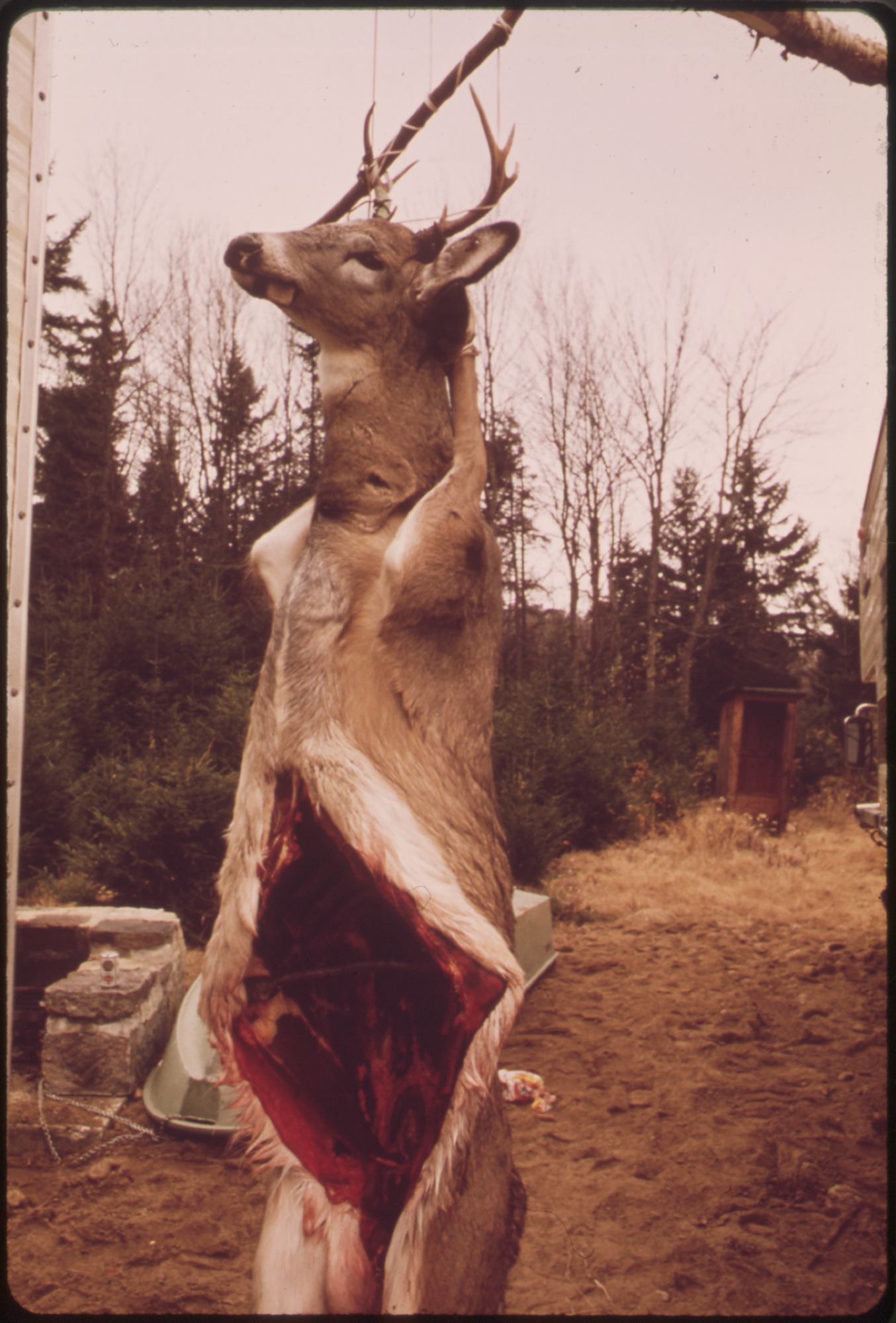Cool Deer Hunting Pictures