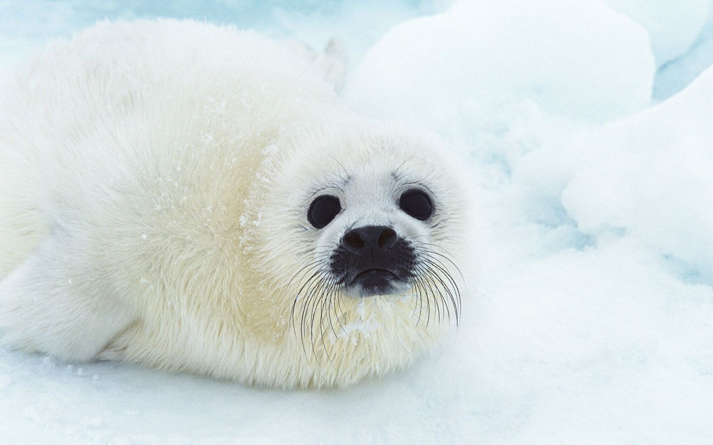 Cute Animals Wallpapers Hd