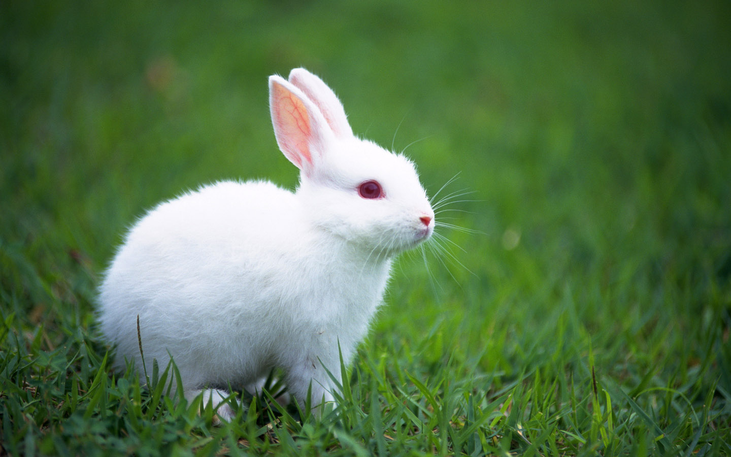 Cute Animals Wallpapers Hd