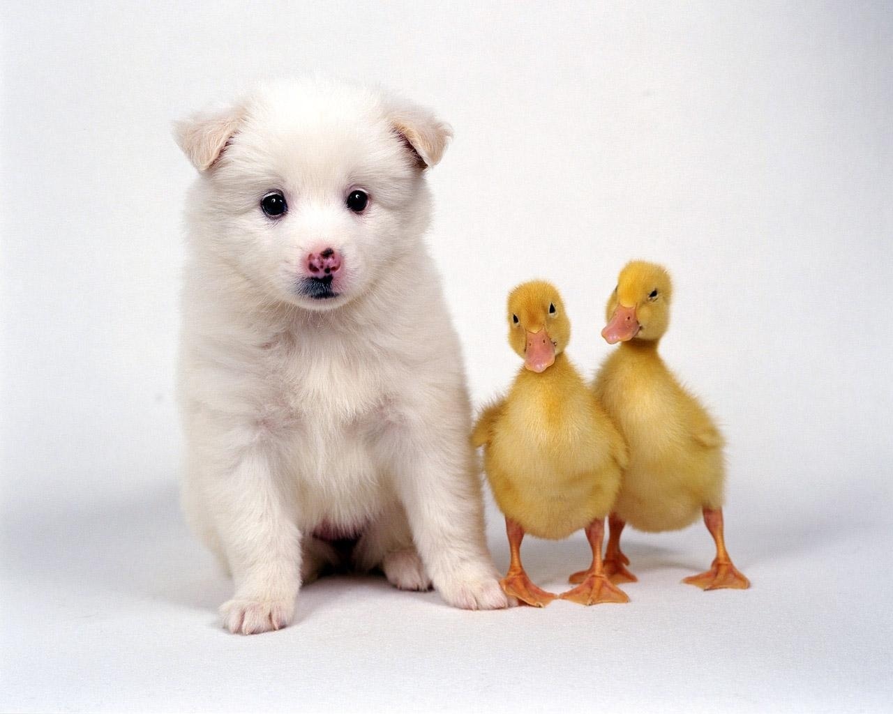 Cute Animals Wallpapers Hd