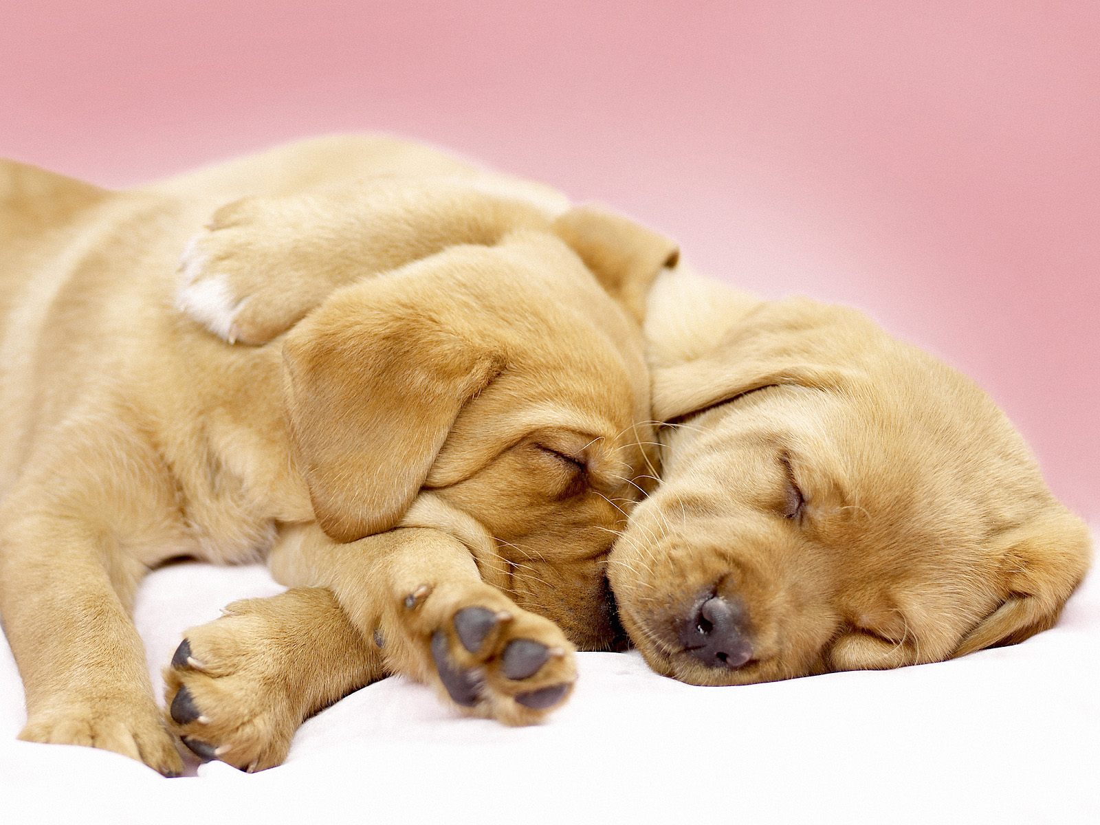 Cute Animals Wallpapers Hd