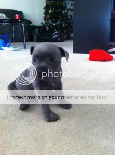 Cute Blue Staffy Puppies