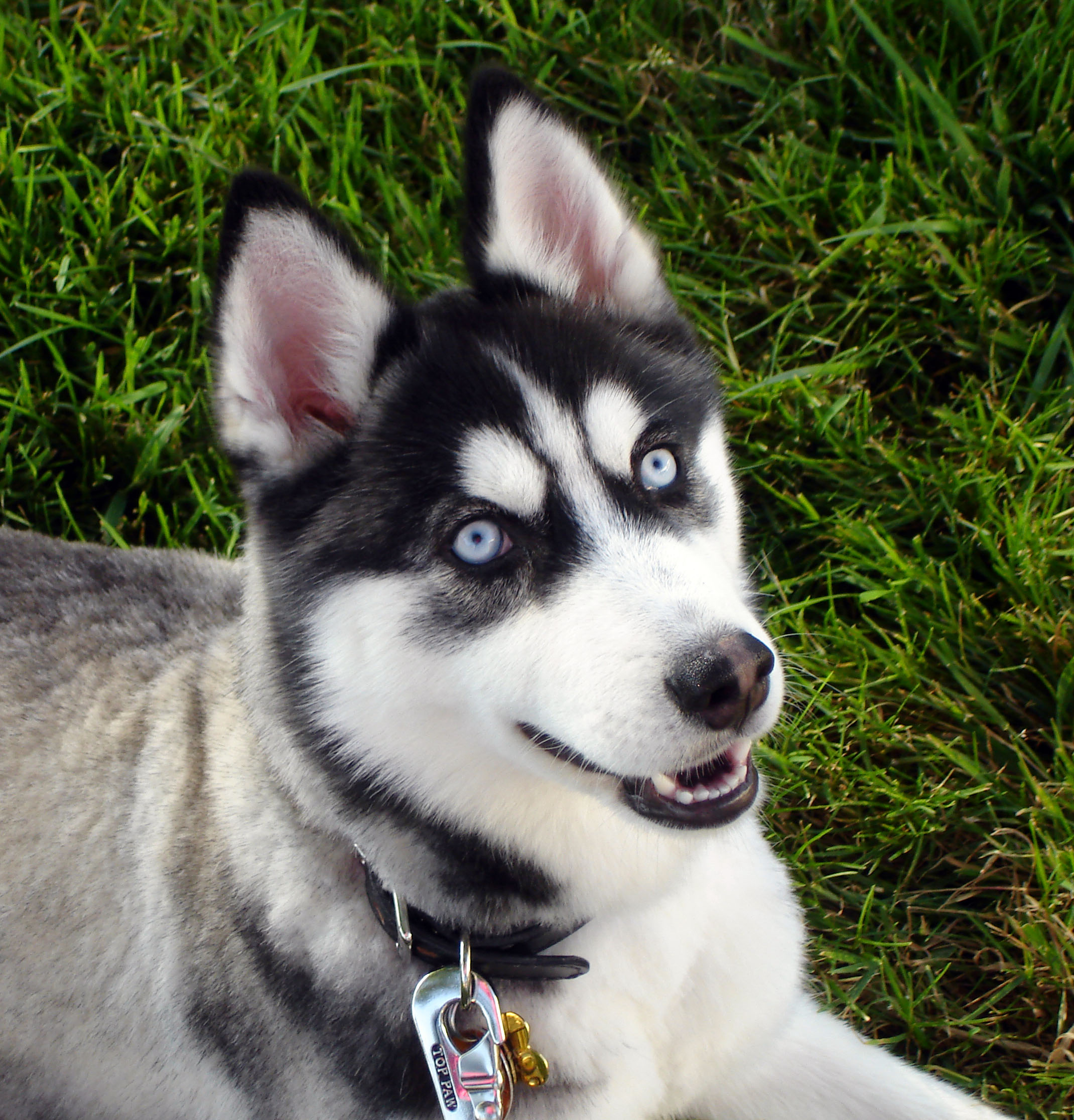 Cute Huskies Dogs