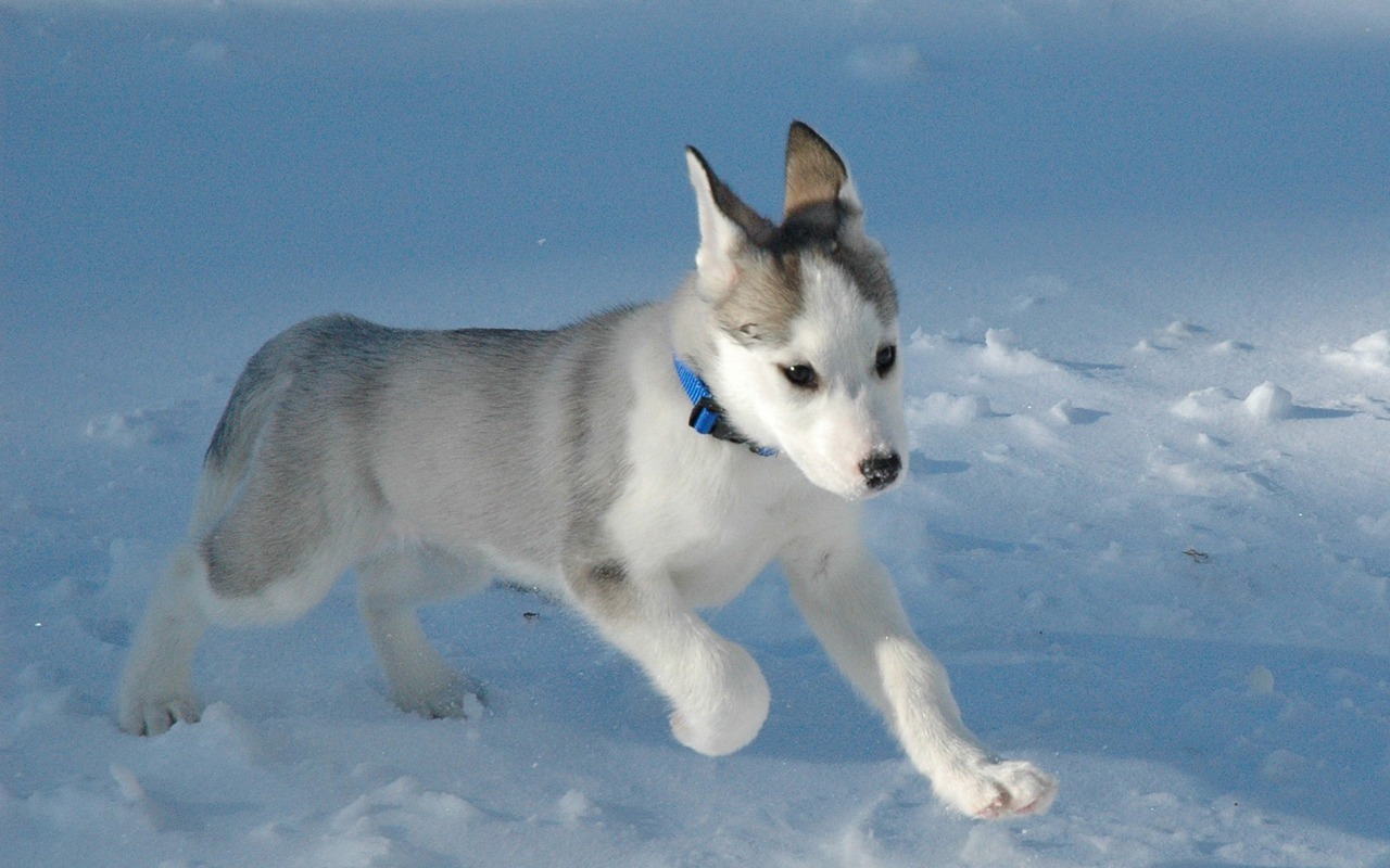 Cute Huskies Dogs
