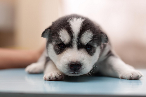 Cute Huskies Dogs