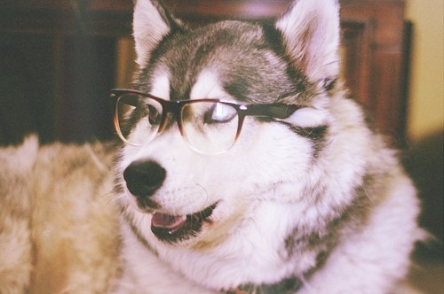 Cute Huskies Dogs