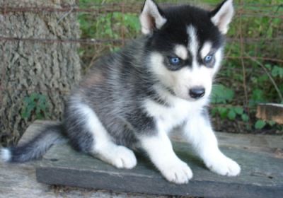 Cute Huskies With Blue Eyes