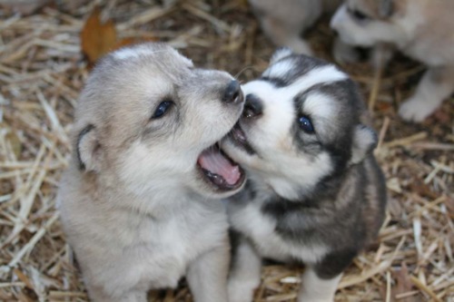 Cute Husky Dog Pictures