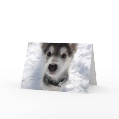 Cute Husky Dog Pictures