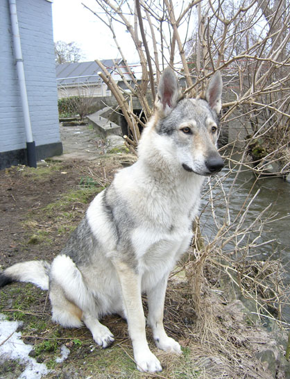 Czechoslovakian Vlcak Dog