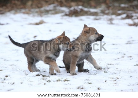 Czechoslovakian Vlcak Dog