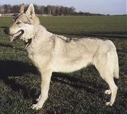 Czechoslovakian Wolfdog Puppies Breeders