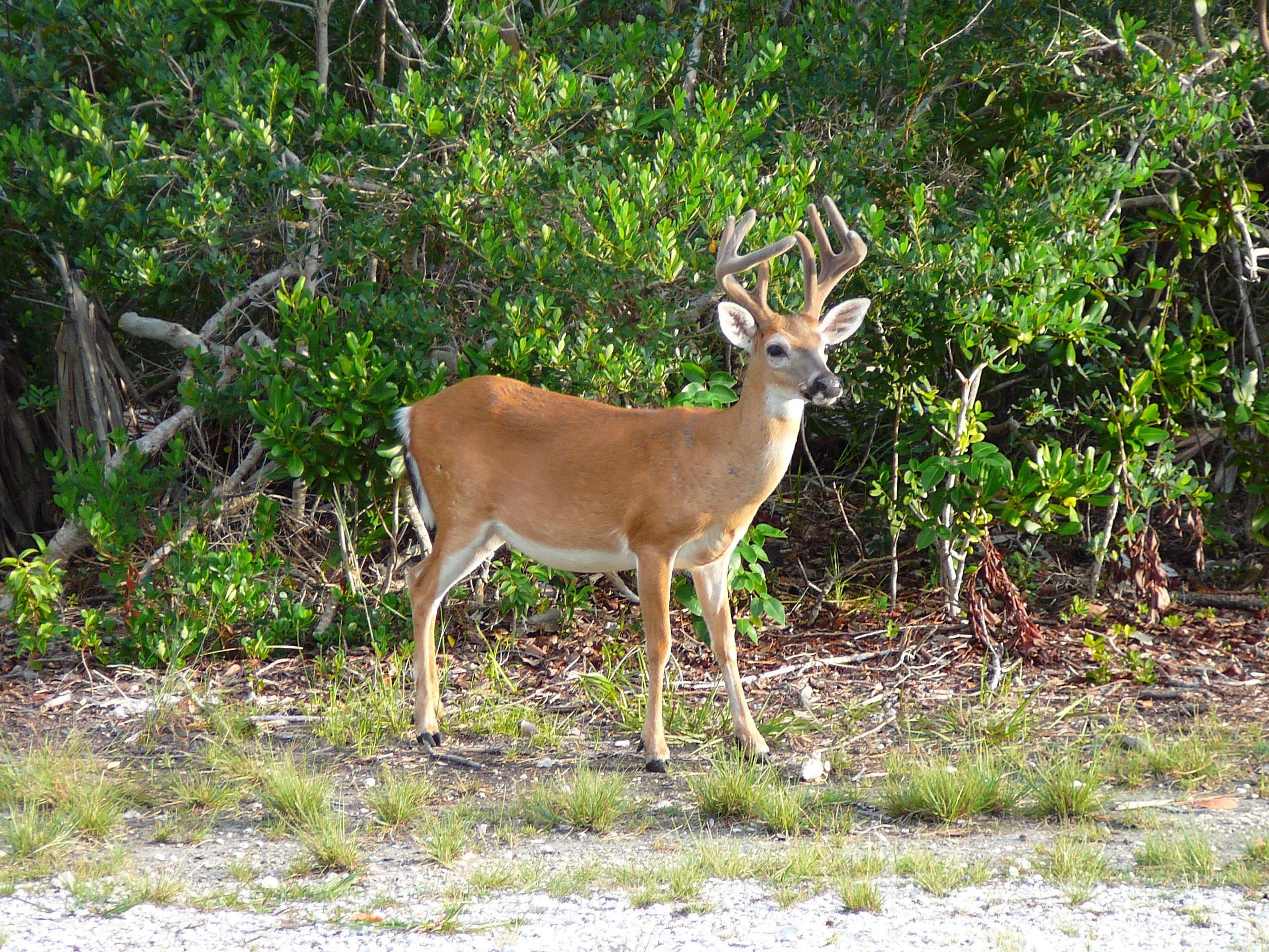 Deer
