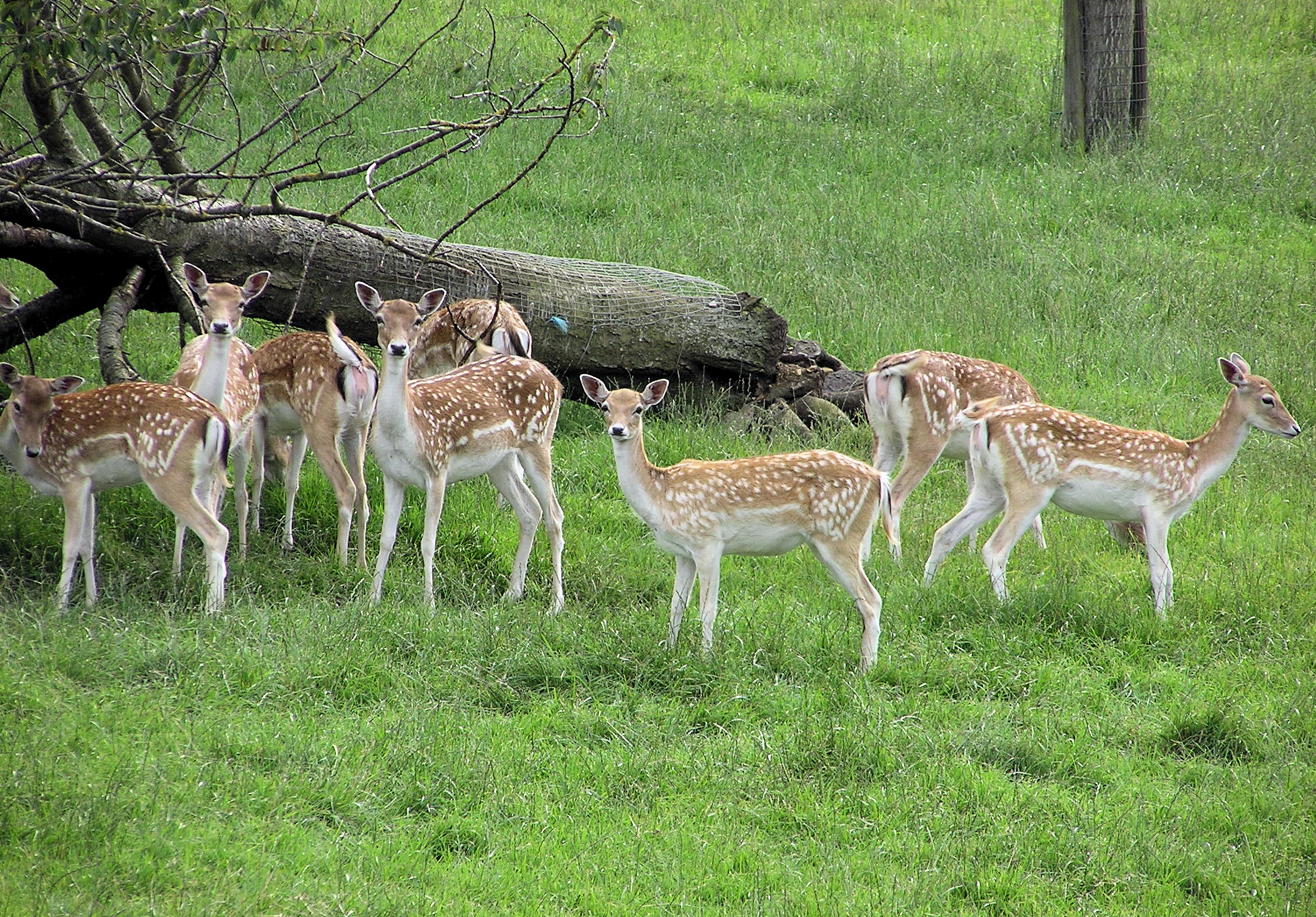 Deer