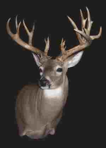 Deer Antlers