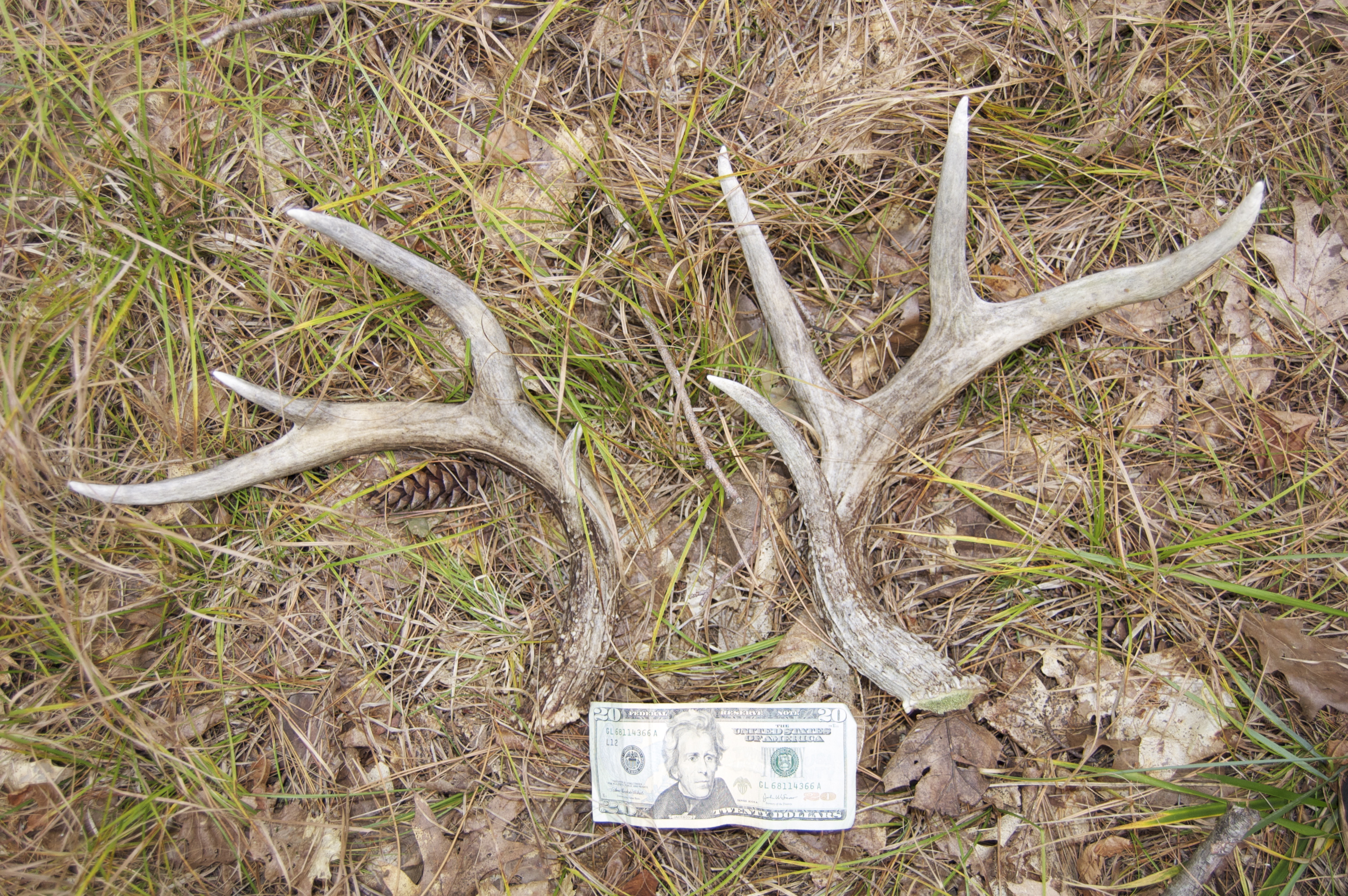 Deer Antlers