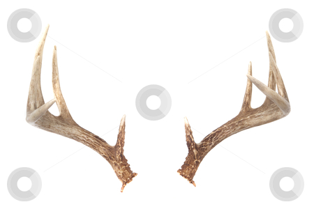 Deer Antlers