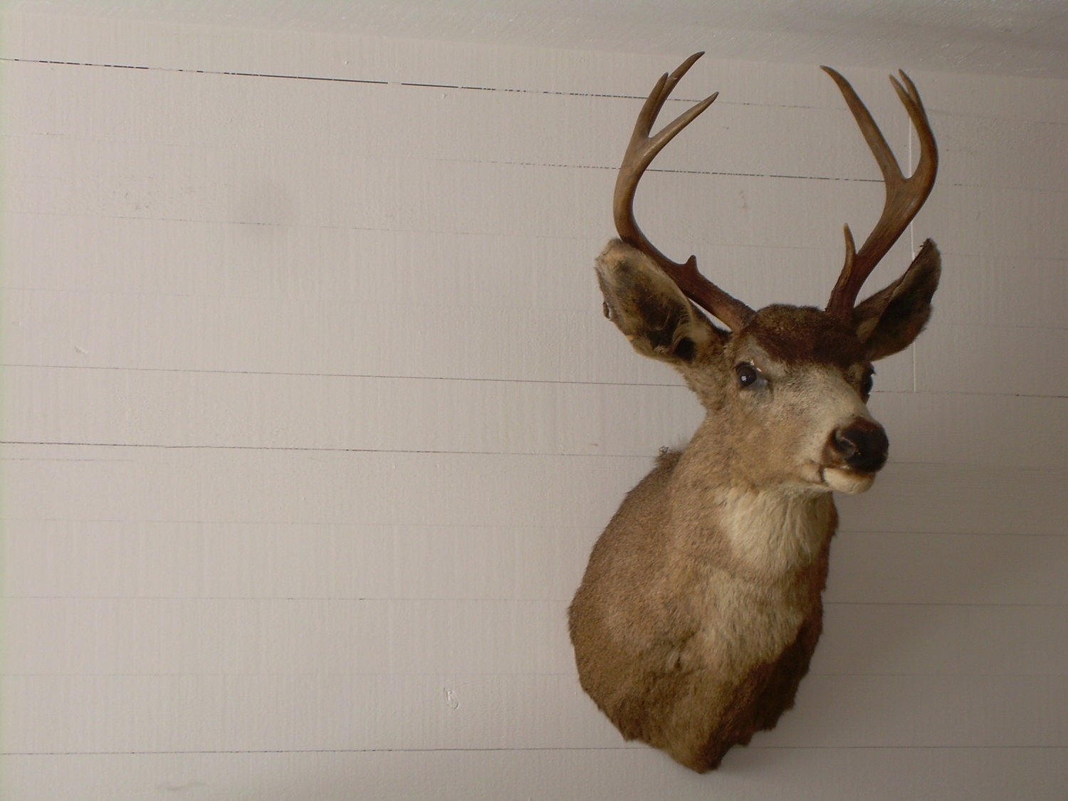 Deer Antlers