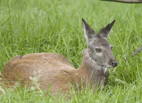 Deer Antlers For Dogs Teeth