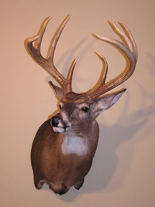 Deer Head Mounts Forms